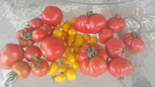 An assortment of tomatoes collected from the garden,
