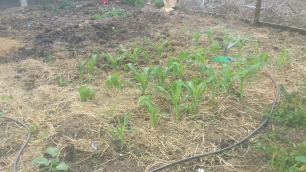 Companion planting corn & beans